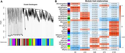 Dynamic Expression and Regulatory Network of Circular RNA for Abdominal Preadipocytes Differentiation in Chicken (Gallus gallus)